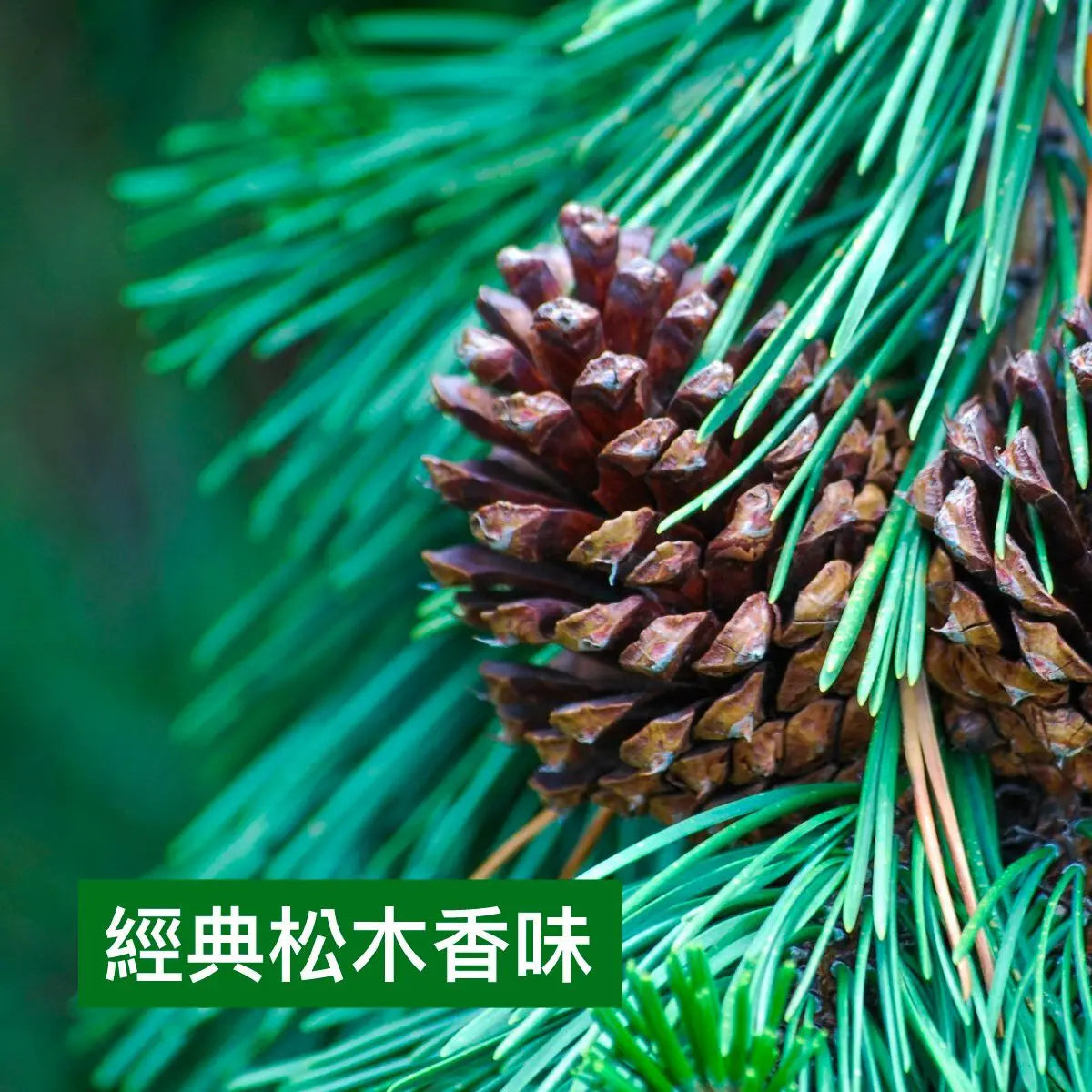 滴露 - (優惠裝)家居消毒藥水 1800ML